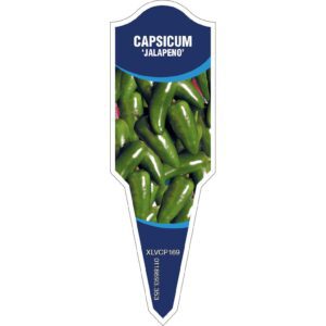 CAPSICUM Jalapeno