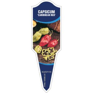 CAPSICUM Caribbean Red (Habanero)