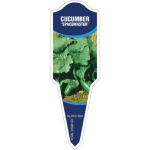 CUCUMBER Spacemaster