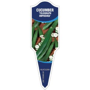 CUCUMBER Telegraph Improved
