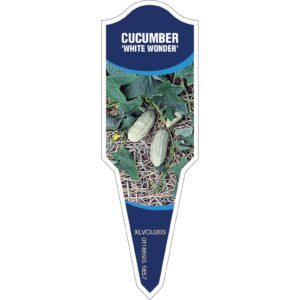 CUCUMBER White Wonder
