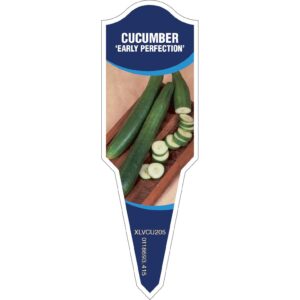 CUCUMBER Early Perfection