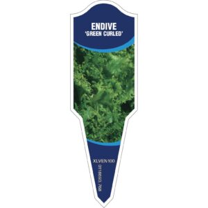 ENDIVE