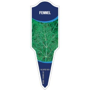 FENNEL