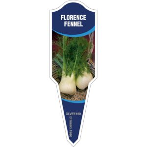 FENNEL Florence