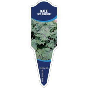 KALE Red Russian