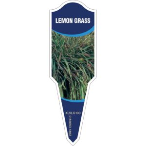 LEMON GRASS