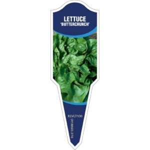 LETTUCE Buttercrunch