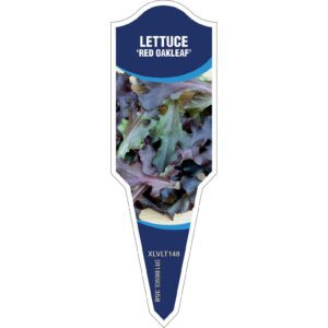 LETTUCE Red Oakleaf
