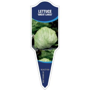LETTUCE Great Lakes