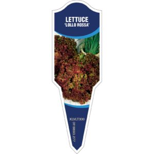 LETTUCE Lollo Rossa
