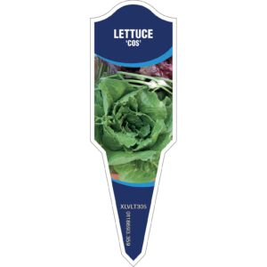 LETTUCE Cos
