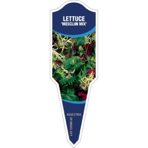 LETTUCE Mesclun Mix