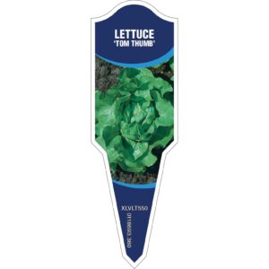 LETTUCE Tom Thumb