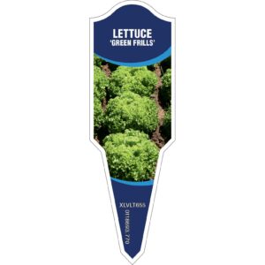 LETTUCE Green Frills - Aphid Resistant