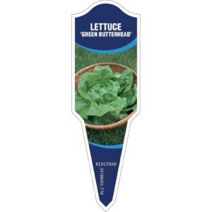 LETTUCE Green Butterhead - Aphid Resistant