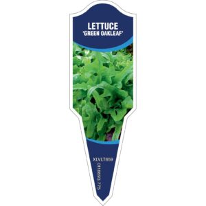 LETTUCE Green Oakleaf - Aphid Resistant