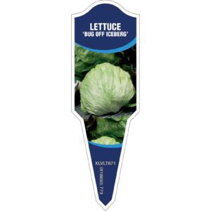 LETTUCE Bug Off Iceberg - Aphid Resistant