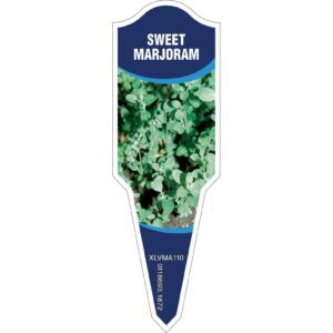 MARJORAM Sweet