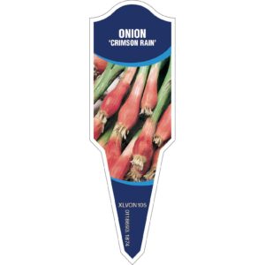 ONION Crimson Rain