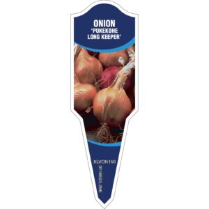 ONION Pukekohe Long Keeper