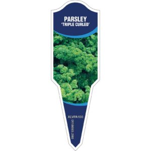 PARSLEY Triple Curled