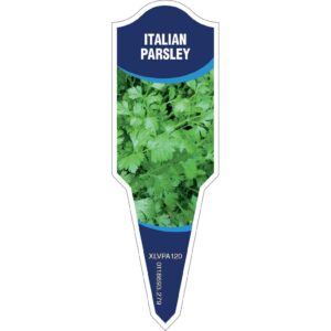 PARSLEY Italian (Plain)
