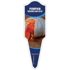 PUMPKIN Queensland Blue