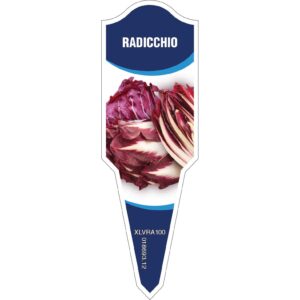 RADICCHIO