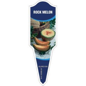 ROCK MELON