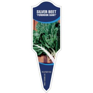 SILVER BEET Fordhook Giant