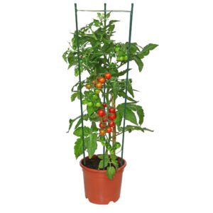 Pied de tomates cocktail en pot